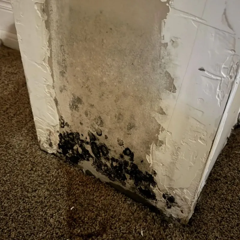 Professional Mold Removal in Clay County, IL